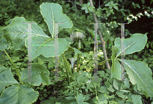 Picture of Arisaema utile 