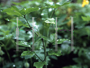 Picture of Arisaema yamatense 