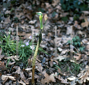 Picture of Arisaema yamatense 