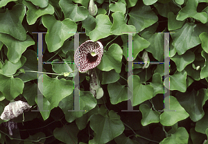 Picture of Aristolochia littoralis 