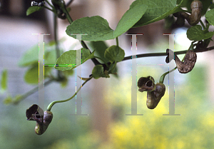 Picture of Aristolochia macrophylla 