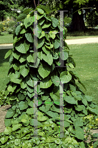 Picture of Aristolochia macrophylla 