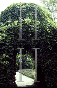 Picture of Aristolochia macrophylla 