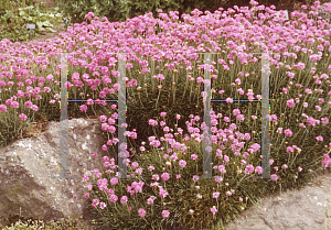 Picture of Armeria maritima 'Bloodstone'