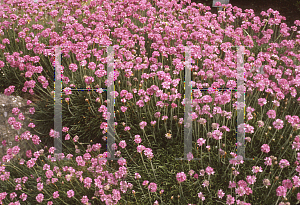 Picture of Armeria maritima 'Bloodstone'