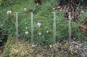 Picture of Armeria juniperifolia 
