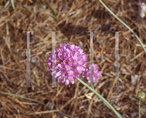 Picture of Armeria pseudarmeria 