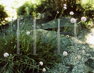 Picture of Armeria leucantha 