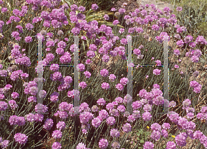 Picture of Armeria maritima 