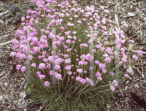 Picture of Armeria maritima 