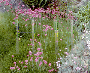 Picture of Armeria maritima 