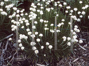 Picture of Armeria maritima 'Alba'