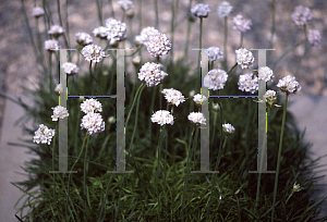 Picture of Armeria maritima 'Alba'