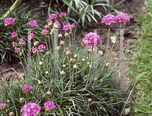 Picture of Armeria maritima 'Dusseldorf'