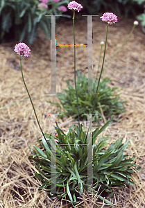 Picture of Armeria maritima 'Splendens'