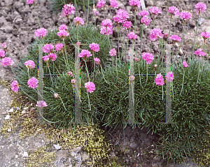 Picture of Armeria maritima 'Vindictive'