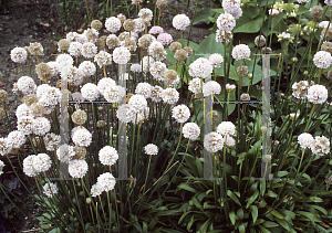 Picture of Armeria pseudarmeria 'Joystick White'