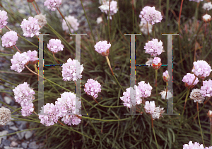 Picture of Armeria welwitschii 