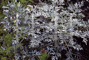 Picture of Artemisia absinthium 