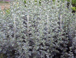 Picture of Artemisia absinthium 'Lambrook Silver'