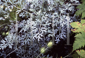 Picture of Artemisia absinthium 'Lambrook Silver'