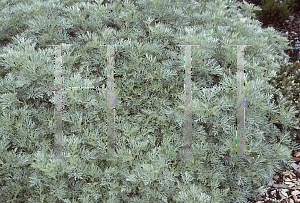 Picture of Artemisia michauxiana 