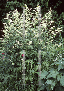 Picture of Artemisia lactiflora 