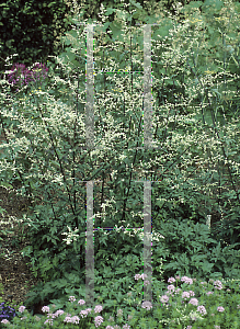 Picture of Artemisia lactiflora 'Guizhou'