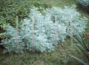 Picture of Artemisia arborescens 'Powis Castle'