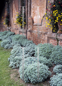 Picture of Artemisia arborescens 'Powis Castle'