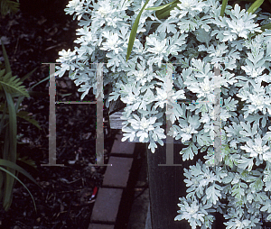 Picture of Artemisia stelleriana 'Silver Brocade'