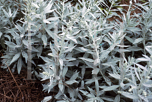 Picture of Artemisia ludoviciana 'Valerie Finnis'
