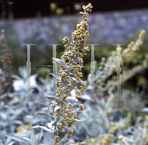 Picture of Artemisia ludoviciana 'Valerie Finnis'