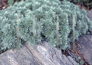 Picture of Artemisia schmidtiana 'Silver Mound'