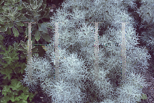 Picture of Artemisia splendens 
