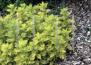 Picture of Artemisia vulgaris 'Cragg Barber Eye'