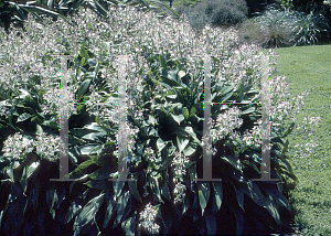 Picture of Arthropodium milleflorum 