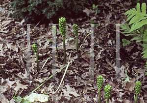 Picture of Arum italicum 