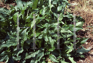 Picture of Arum italicum 'Marmoratum'