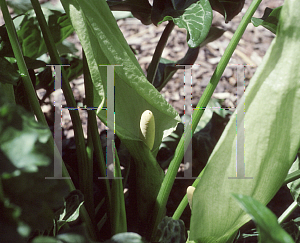 Picture of Arum italicum 