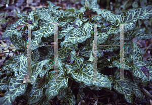 Picture of Arum italicum 'Pictum'