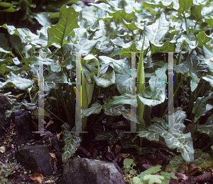 Picture of Arum italicum 'Pictum'