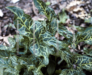 Picture of Arum italicum 'Pictum'