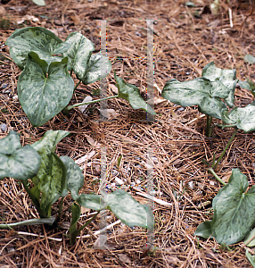 Picture of Arum italicum 