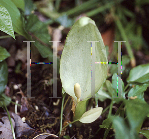 Picture of Arum italicum 'Pictum'