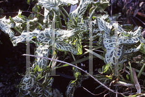 Picture of Arum italicum 'White Winter'