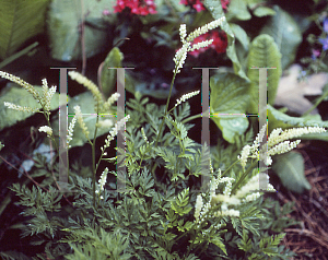 Picture of Aruncus aethusifolius 