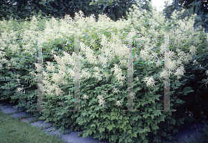 Picture of Aruncus dioicus 