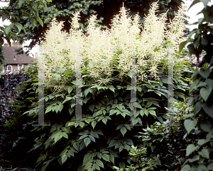 Picture of Aruncus dioicus 