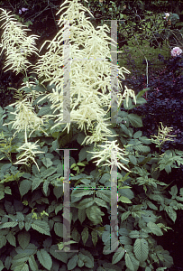 Picture of Aruncus dioicus 